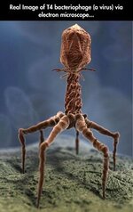 T4 bacteriophage.jpg