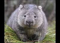 wombat.jpg