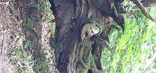 20240530_demon tree.jpg