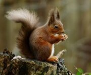 red squirrel.jpg