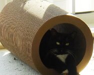 Jessicat inside her new scratch tunnel.jpg