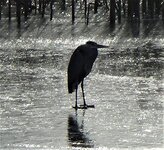 Heron 2 Feb 2021.jpg