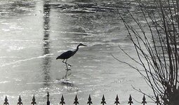 Heron 3 Feb 2021.jpg