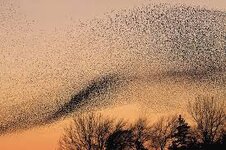 Murmuration wiki.jpg