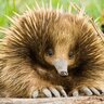 Echidna