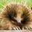 Echidna